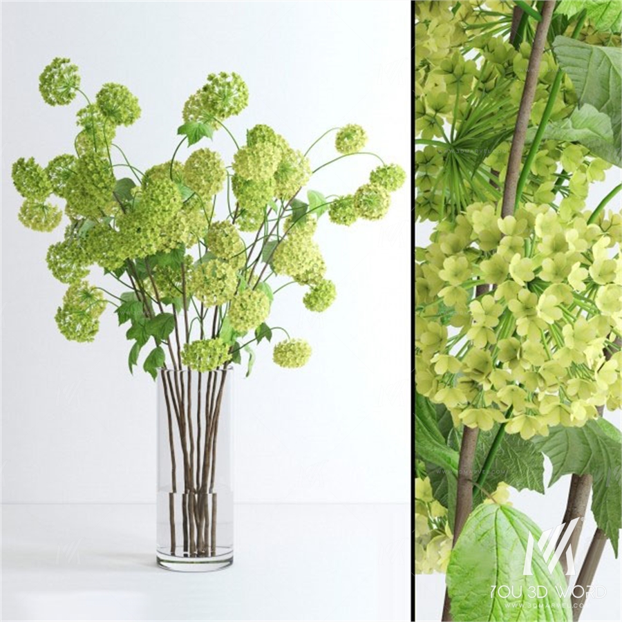 Viburnum